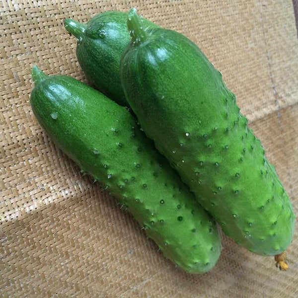 Trellis-Crushing Snack Cucumber Seeds, 1g