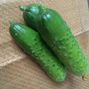 Trellis-Crushing Snack Cucumber Seeds, 1g