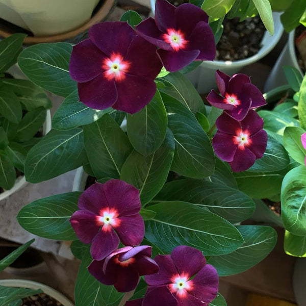 Madagascar Periwinkle, 100 Seeds
