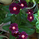 Madagascar Periwinkle, 100 Seeds
