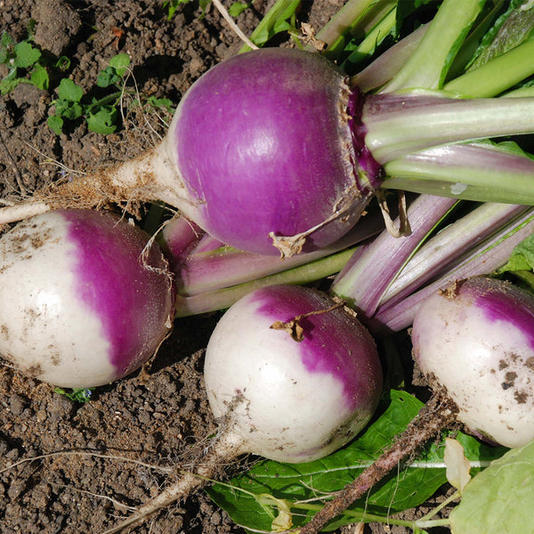 'Lucky' F1 Hybrid Turnip Seeds, 5g