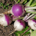 'Lucky' F1 Hybrid Turnip Seeds, 5g