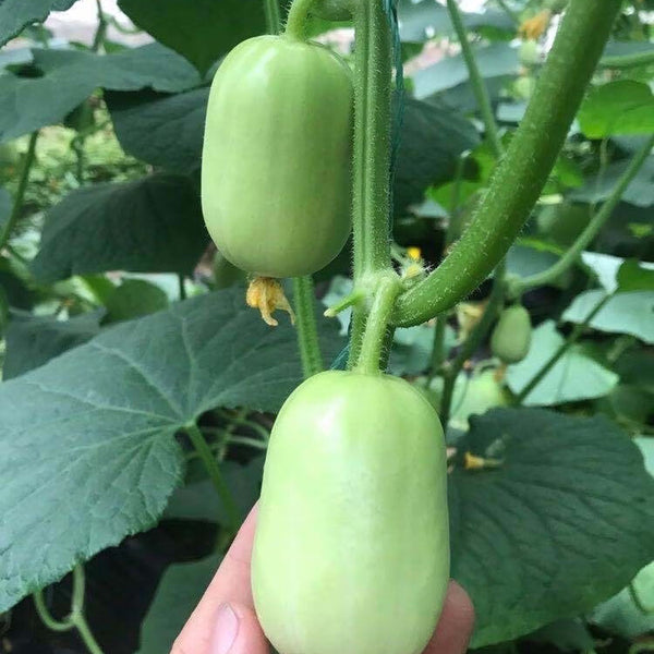 Jade Maiden Cucumber Seeds, 10 Seeds
