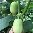 Jade Maiden Cucumber Seeds, 10 Seeds