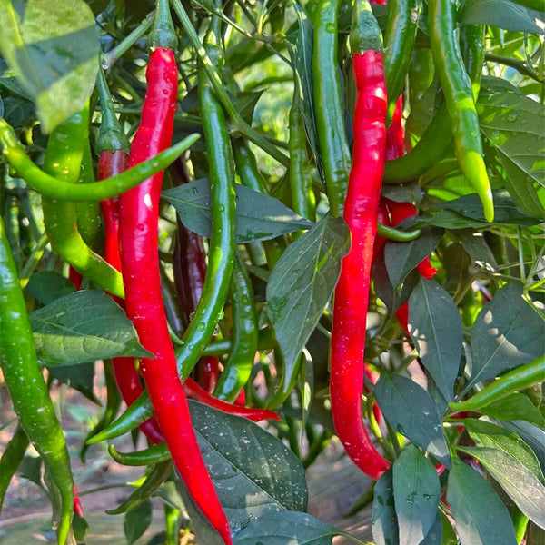 Spicy Red Line Pepper Seeds, 0.5g