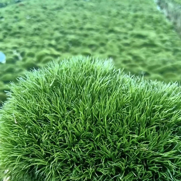 White Cushion Moss Seeds, 500 Seeds
