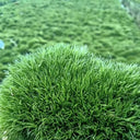 White Cushion Moss Seeds, 500 Seeds
