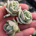 Graptoveria 'Lovely Rose', 3pcs x 1-head