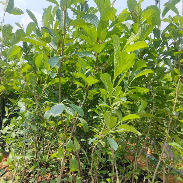 Alnus delavayi, 500 Seeds