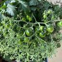 800 Explosion Head Mini Dark Stripe Tomato, 3 Seeds