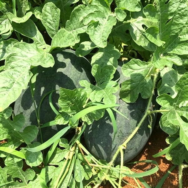 Black Beauty Watermelon, 20 Seeds