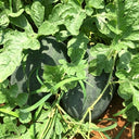 Black Beauty Watermelon, 20 Seeds