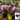 Purple Bok Choy Seeds, 5g