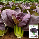 Purple Bok Choy Seeds, 5g
