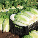 Fengkang 80 Chinese Cabbage Seeds, 5 × 3g Bags