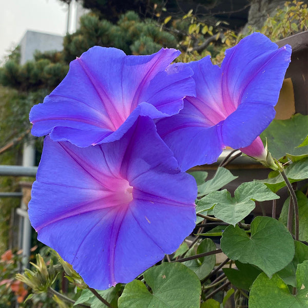 Hezhichun Morning Glory seeds, 1g