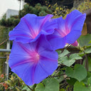 Hezhichun Morning Glory seeds, 1g