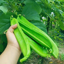 Thick-fleshed Sword Bean Seeds, 5 Seeds Per Bag