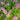 Hezhichun Bee Balm Seeds, 1g