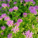 Hezhichun Bee Balm Seeds, 1g