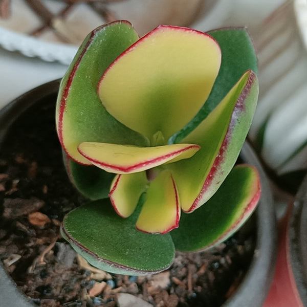Crassula Ovata Variegated 6.0, 1pc x 1-head