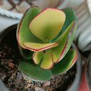 Crassula Ovata Variegated 6.0, 1pc x 1-head