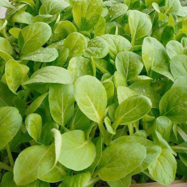 Jiemei Pak Choi Seeds, 25g