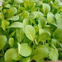 Jiemei Pak Choi Seeds, 25g