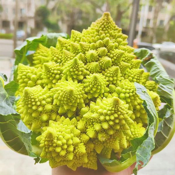 Dutch White Pagoda Cauliflower, 10 Seeds