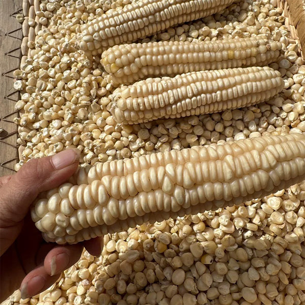 'White Horse Tooth' Corn, 50 Seeds