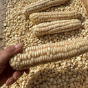 'White Horse Tooth' Corn, 50 Seeds