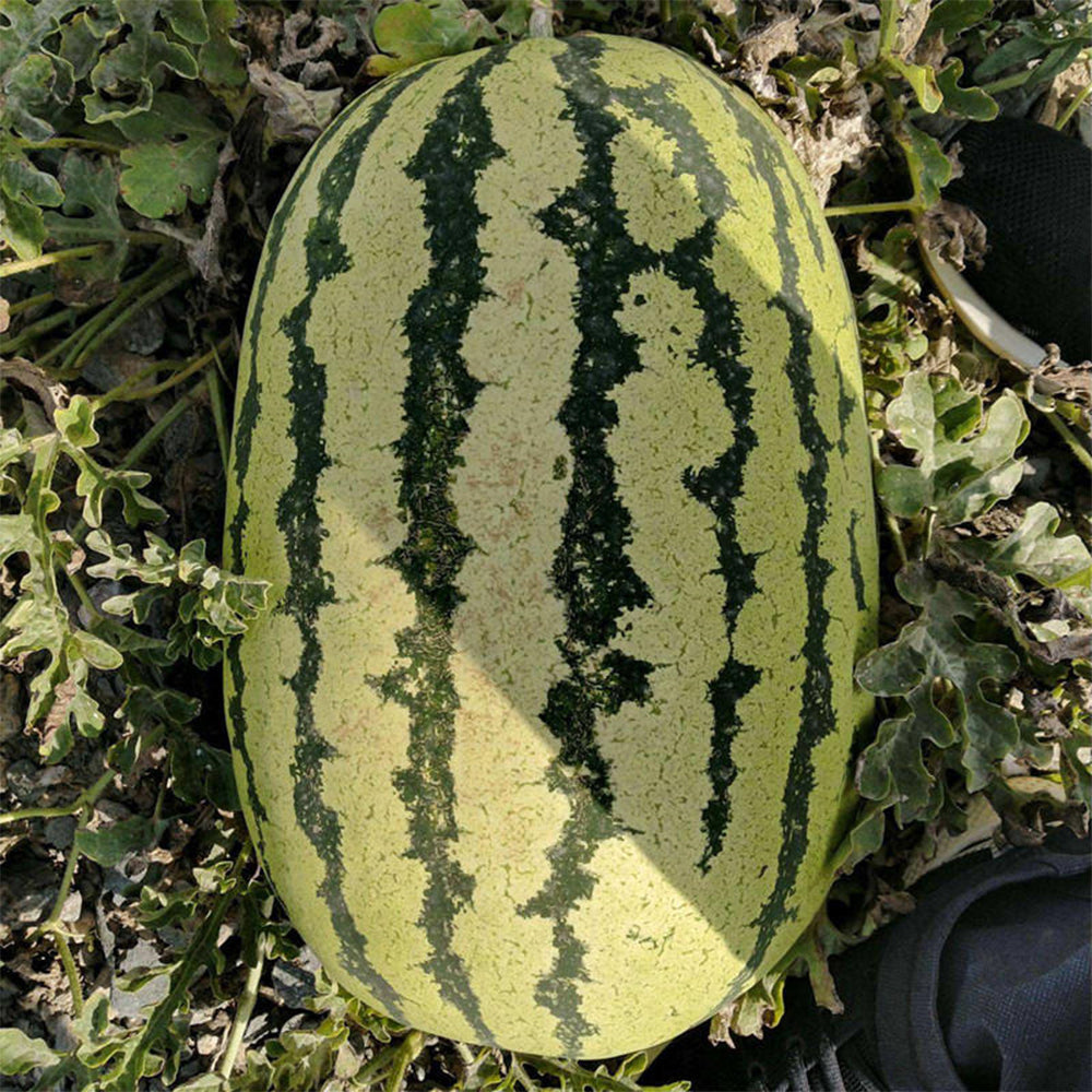 'Idler King' Watermelon Seeds