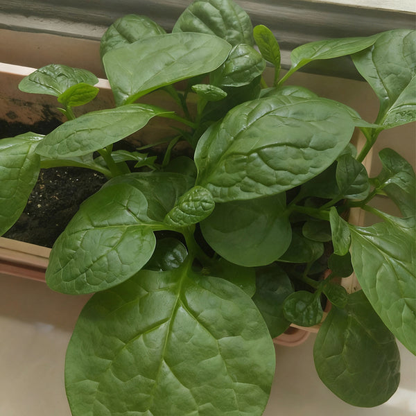 Large-Leaf Malabar Spinach Seeds, 10g