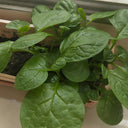 Large-Leaf Malabar Spinach Seeds, 10g