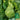 Huachen Oxheart Cabbage Seeds, 10g