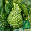 Huachen Oxheart Cabbage Seeds, 10g