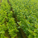 Korean Big White Pearl Mulberry, 2Pcs Saplings