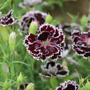 'Black-white Minstrel' Dianthus Seeds