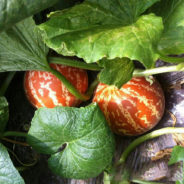 Tigger Melon (Cucumis melo) Seeds, 20 Seeds