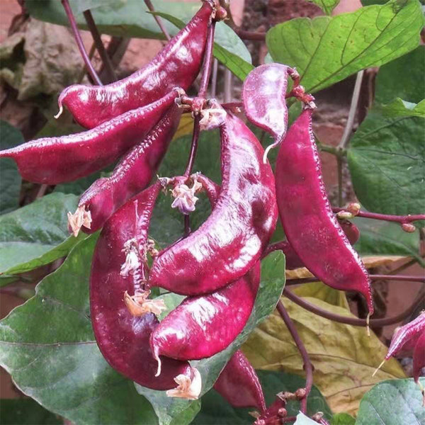 Xishuai Purple Hyacinth Bean Seeds, 10g