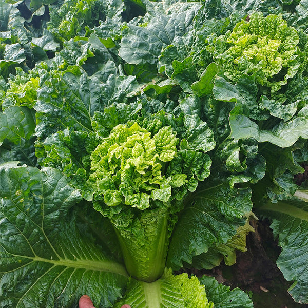 'Cuiqing 60' Qingmaye Chinese Cabbage Seeds, 4g