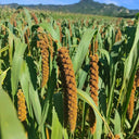 Red Foxtail Millet Seeds, 150g