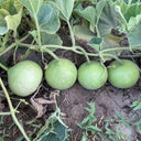 Apple-shaped Gourd Seeds, 10 Seeds