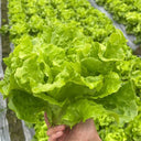 Italian Lettuce Seeds, 10g