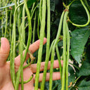 Qingcui No.2 Cowpea Seeds, 200g