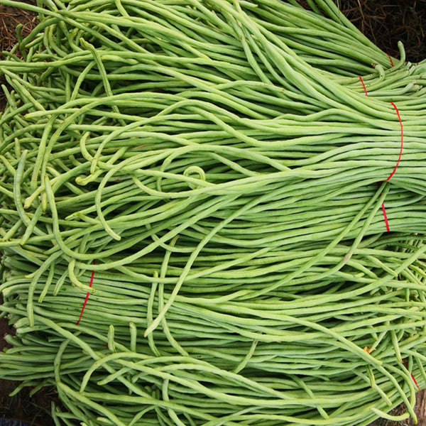 'Jiangshan Xiuli' Cowpea Seeds, 100g