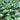 'Jiemei Improved Xianggu' Chinese Kale Seeds, 10g