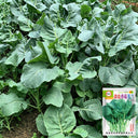 'Jiemei Improved Xianggu' Chinese Kale Seeds, 10g