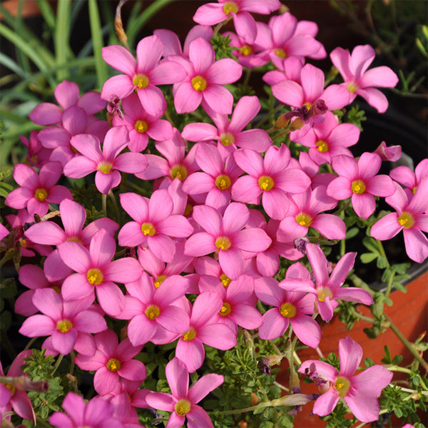 Oxalis hirta Series Bulb - 'Peach', 6 Bulbs