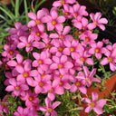 Oxalis hirta Series Bulb - 'Peach', 6 Bulbs